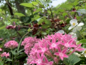 私が撮った花の写真。なんの花かはわかりませんが、可愛いお花です。