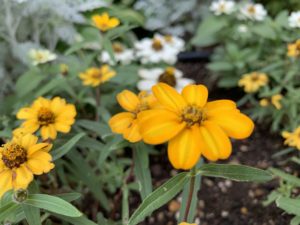 オレンジのお花。元気さと可愛さがありますね。