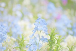 綺麗なお花。名前はわからず。ブルーだ。