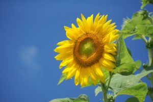 夏が始まるひまわりの画像。夏休み最高ですな！まじで！